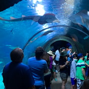 Denver: Downtown Aquarium All-Day Pass | GetYourGuide