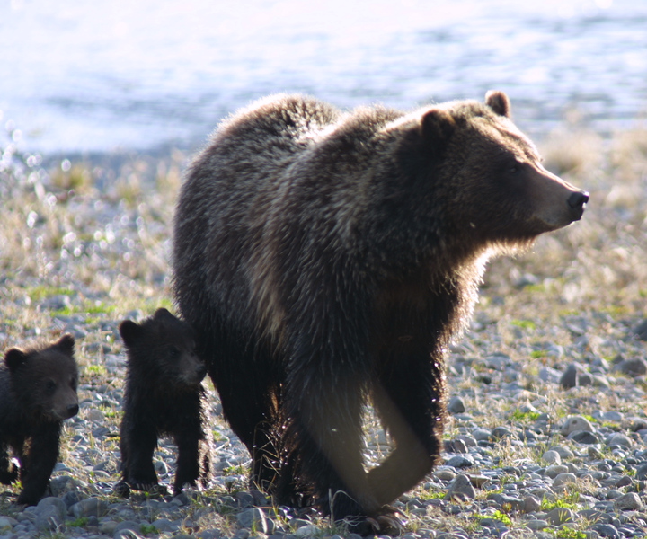 Yellowstone: Private Lamar Valley Sunrise Wildlife Tour
