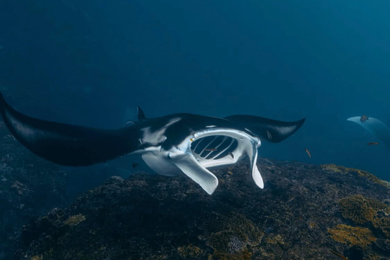 Nusa Penida: Snorkeling Adventure with Manta Rays Private Snorkeling With Hotel Transfer Nusa Penida Area
