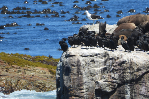 Ciudad del Cabo: The Point Point Instagram Small Group TourCiudad del Cabo: The Cape Point Instagram Tour