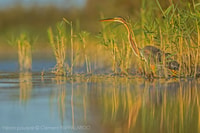 Camargue, découverte de la nature aux marais Vigueirat - Housity