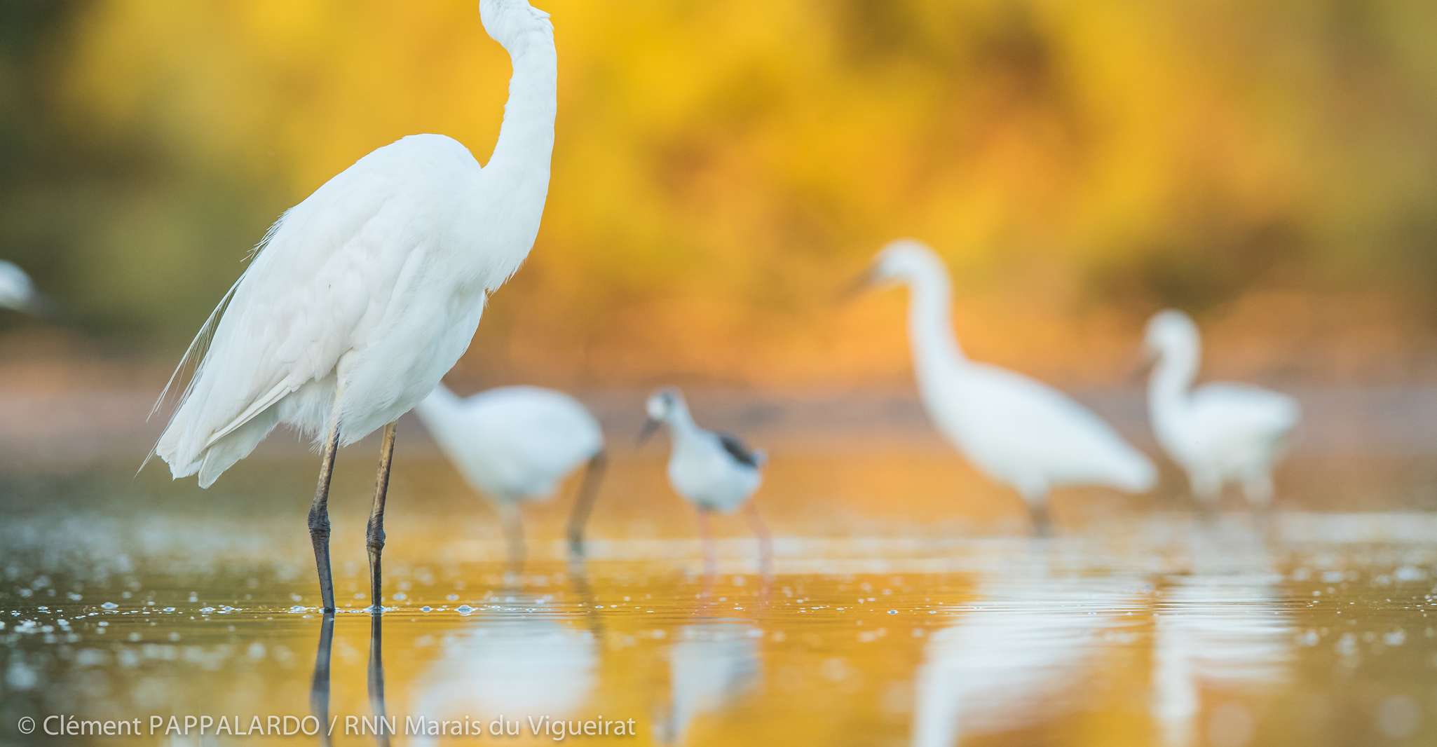 Camargue, découverte de la nature aux marais Vigueirat - Housity