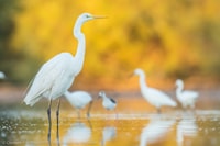 Camargue, découverte de la nature aux marais Vigueirat - Housity