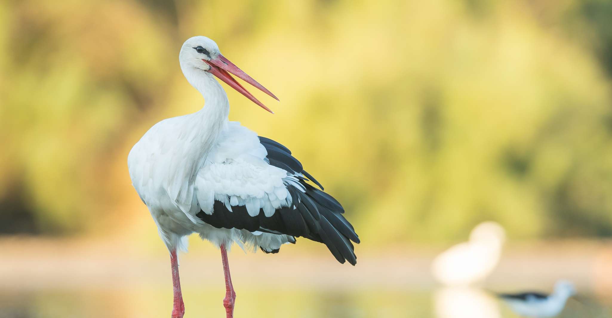 Camargue, découverte de la nature aux marais Vigueirat - Housity