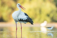 Camargue, découverte de la nature aux marais Vigueirat - Housity