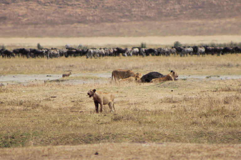 Dar es Salaam: 3-dniowa wycieczka safari do Serengeti i Ngorongoro