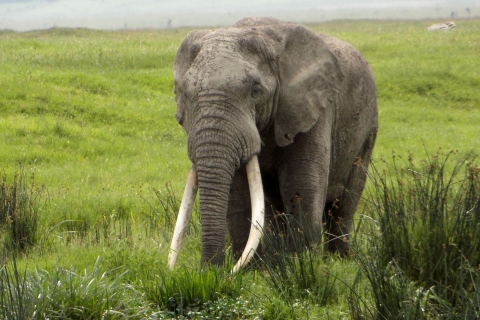 Dar es Salaam: 3-daagse safaritocht naar Serengeti en Ngorongoro
