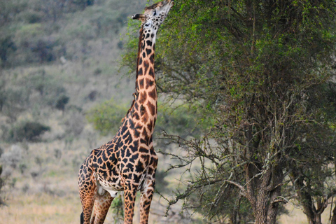 Desde Zanzíbar: safari en avión de 3 días al Serengeti y Ngorongoro