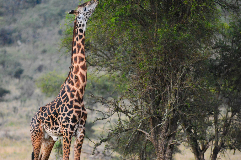 Von Sansibar aus: 3 Tage Flugsafari zur Serengeti und zum Ngorongoro