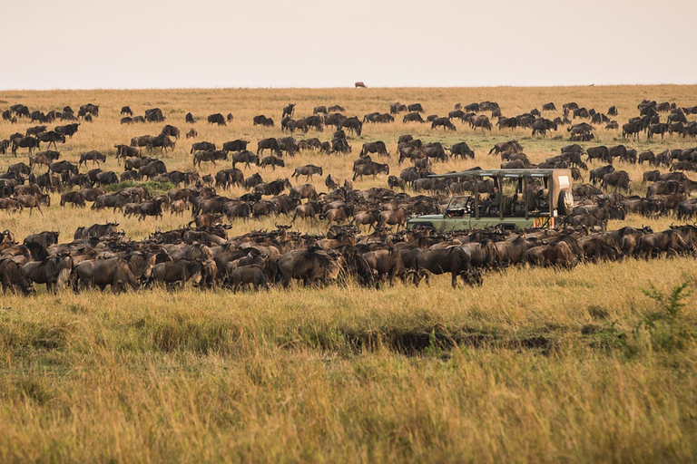 Au départ de Zanzibar : 3 jours de safari en avion vers le Serengeti et le Ngorongoro