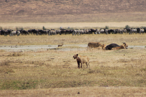 Von Sansibar aus: 3 Tage Flugsafari zur Serengeti und zum Ngorongoro