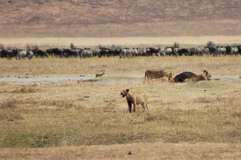 Desde Zanzíbar: safari en avión de 3 días al Serengeti y Ngorongoro