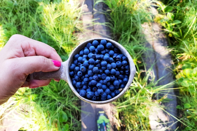 From Helsinki: Berry Picking Tour in a National Park