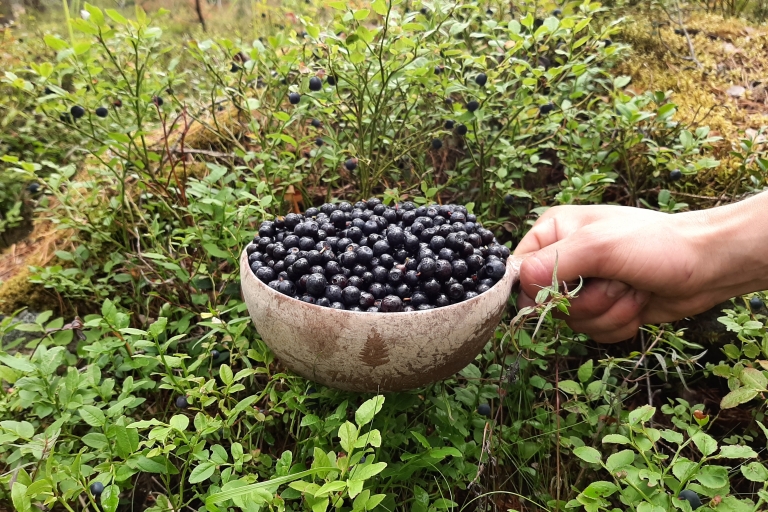 Z Helsinek: zbieranie jagód w parku narodowym
