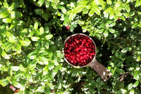 From Helsinki: Berry Picking Tour in a National Park
