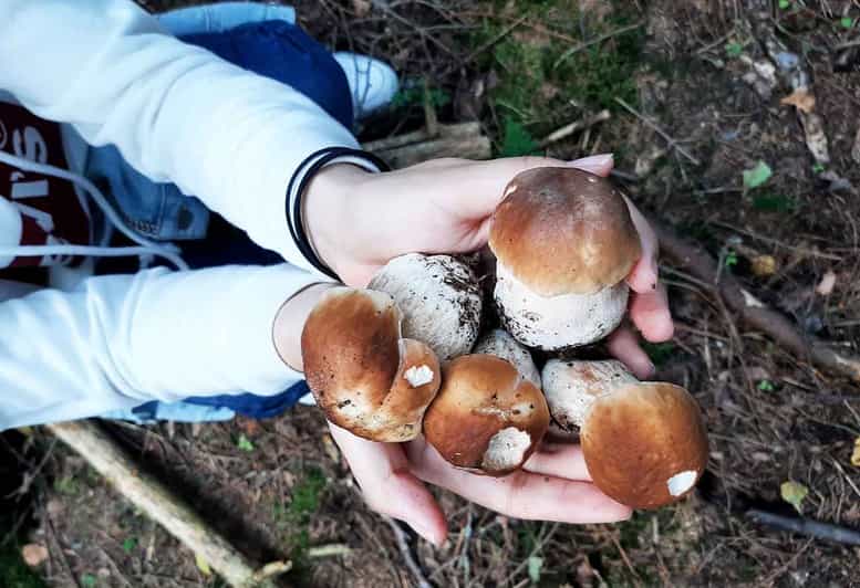 From Helsinki Mushroom Hunting Tour in a National Park GetYourGuide