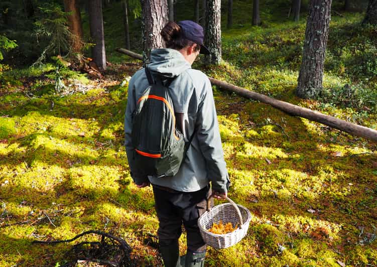 From Helsinki: Mushroom Hunting Tour In A National Park 