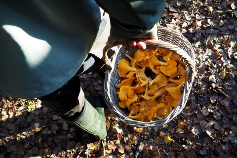 Vanuit Helsinki: paddenstoelenjachttour in een nationaal park
