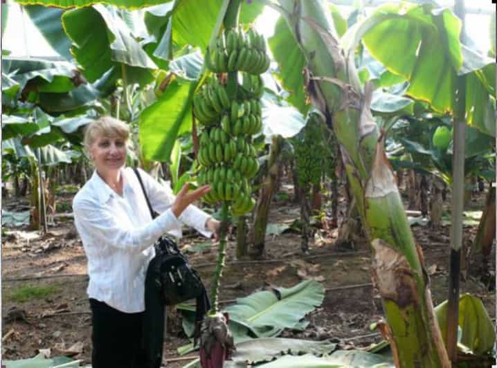 Piantagione di banane e spiaggia di sabbia nera