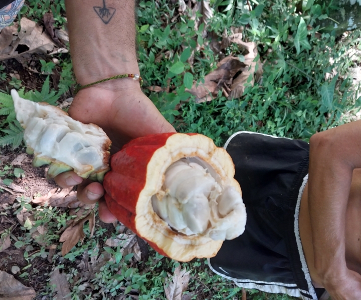 Punta Mona Hike: fruits, medicinals herbs and native trees.