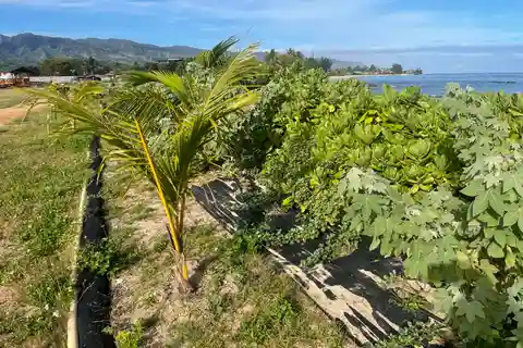 Oahu: Shoreline Restoration Tour w/ Native Plants & Animals