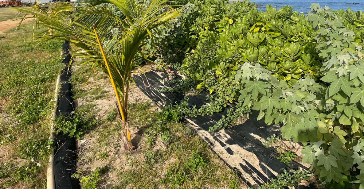 Oahu Shoreline Restoration Tour w/ Native Plants & Animals GetYourGuide