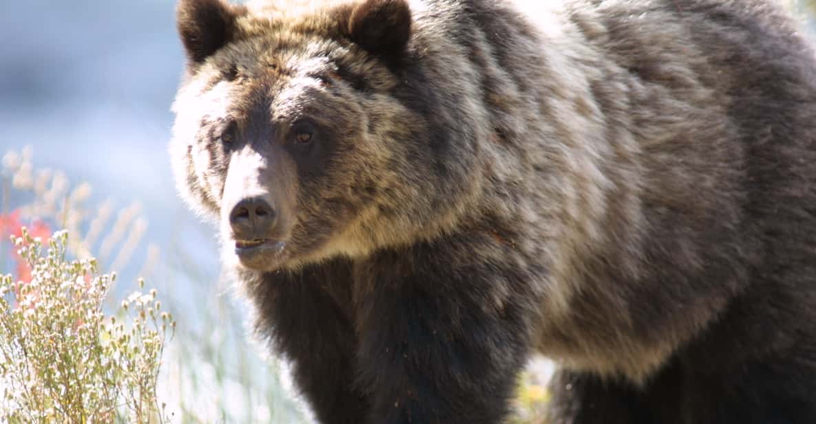 Cooke City Yellowstone Lamar Valley Wildlife Tour at Sunset GetYourGuide
