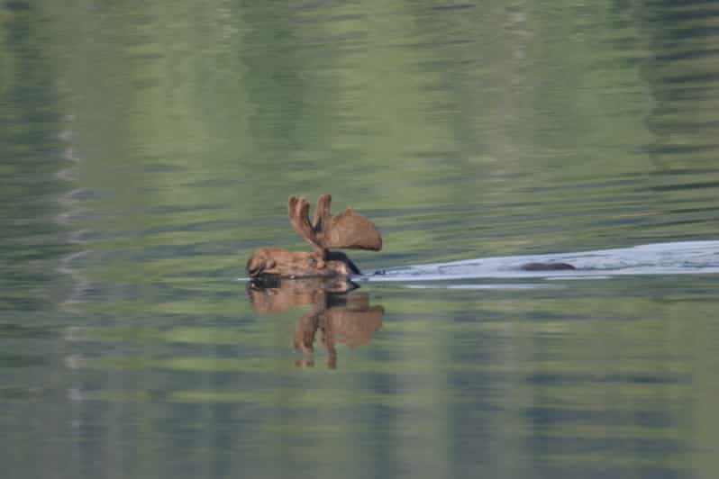 Cooke City Yellowstone Lamar Valley Wildlife Tour at Sunset GetYourGuide
