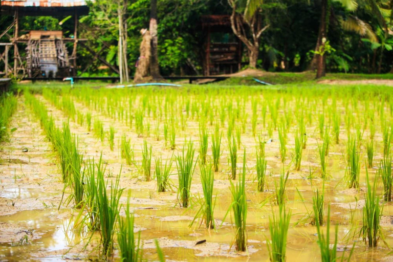 Phuket: 6 Authentic Thai Cultural Hands-On Experiences