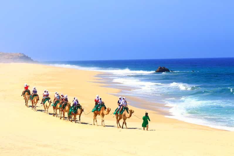 Cabo San Lucas Guided Tour Glass Bottom Boat Camel Ride Getyourguide