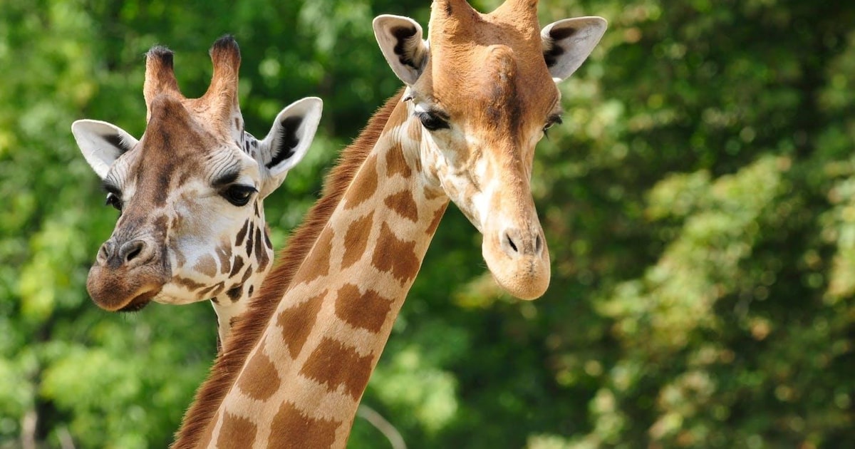 Paphos: Zoobesuch und Blaue-Lagune-Kreuzfahrt mit Guide & Mittagessen ...