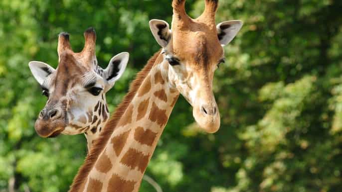 Paphos: Visita ao zoológico e cruzeiro na Lagoa Azul com guia e almoço
