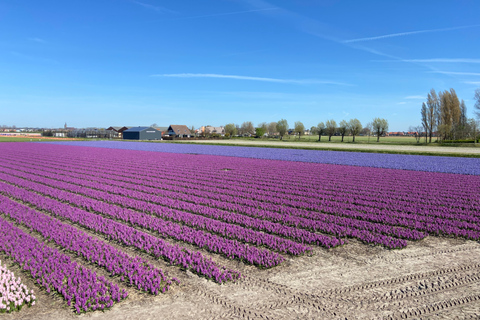 Lisse: Self-Guided Tulip Fields GPS Audio Tour