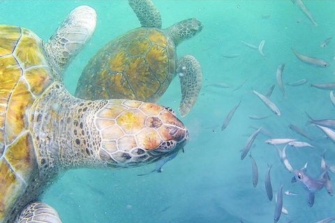 Mindelo: Experiência com tartarugas marinhas