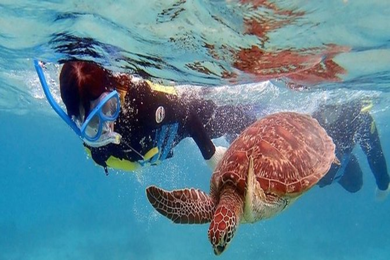 Mindelo: Experiência com tartarugas marinhas