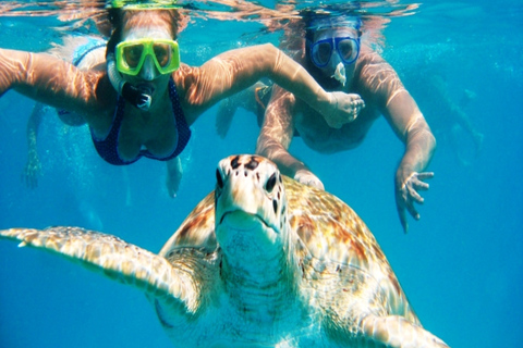 Mindelo: Experiência com tartarugas marinhas