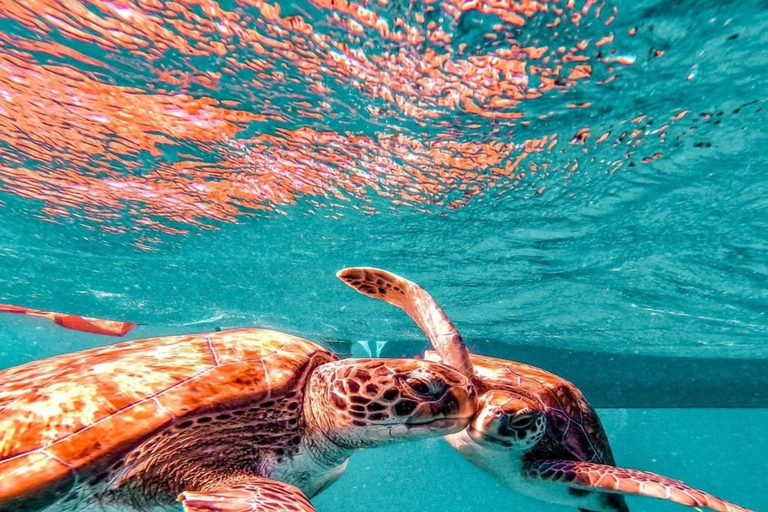 Mindelo: Experiência com tartarugas marinhas