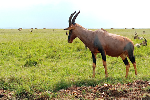 From Nairobi: 9-Day Kenya Classic Game Private Jeep Safari