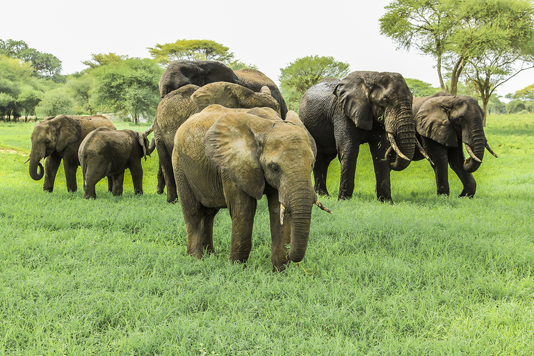 From Nairobi: 9-Day Kenya Classic Game Private Jeep Safari