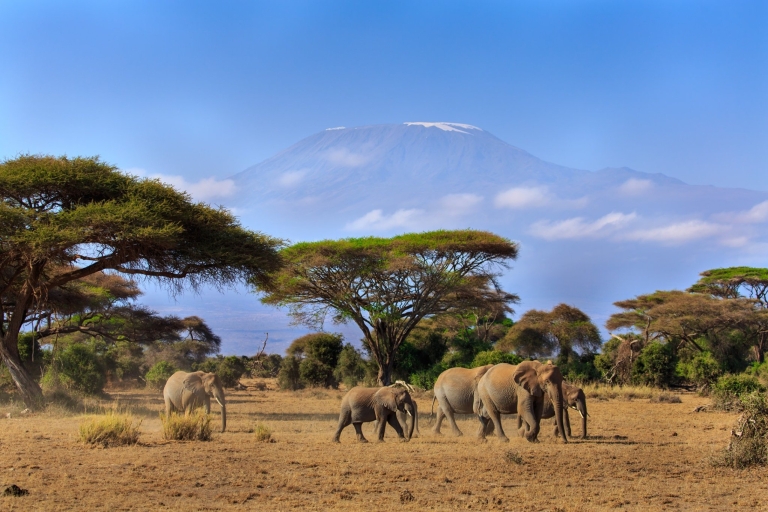 6Tage Amboseli, Tsavo West, Tsavo Ost & Strand Luxusurlaub6-tägiger Urlaub in Amboseli, Tsavo West, Tsavo Ost und am Strand