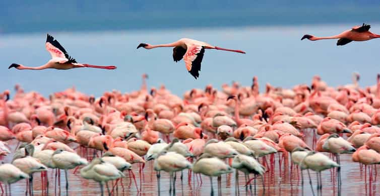 3 Dniowe Safari Jeepem 4x4 W Parku Narodowym Lake Nakuru Getyourguide