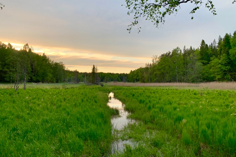 Stockholm : Randonnée dans le parc national de Tyresta en soirée et au coucher du soleil