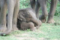 Udawalawe, Udawalawe Wild Safari Tours - Hizvo