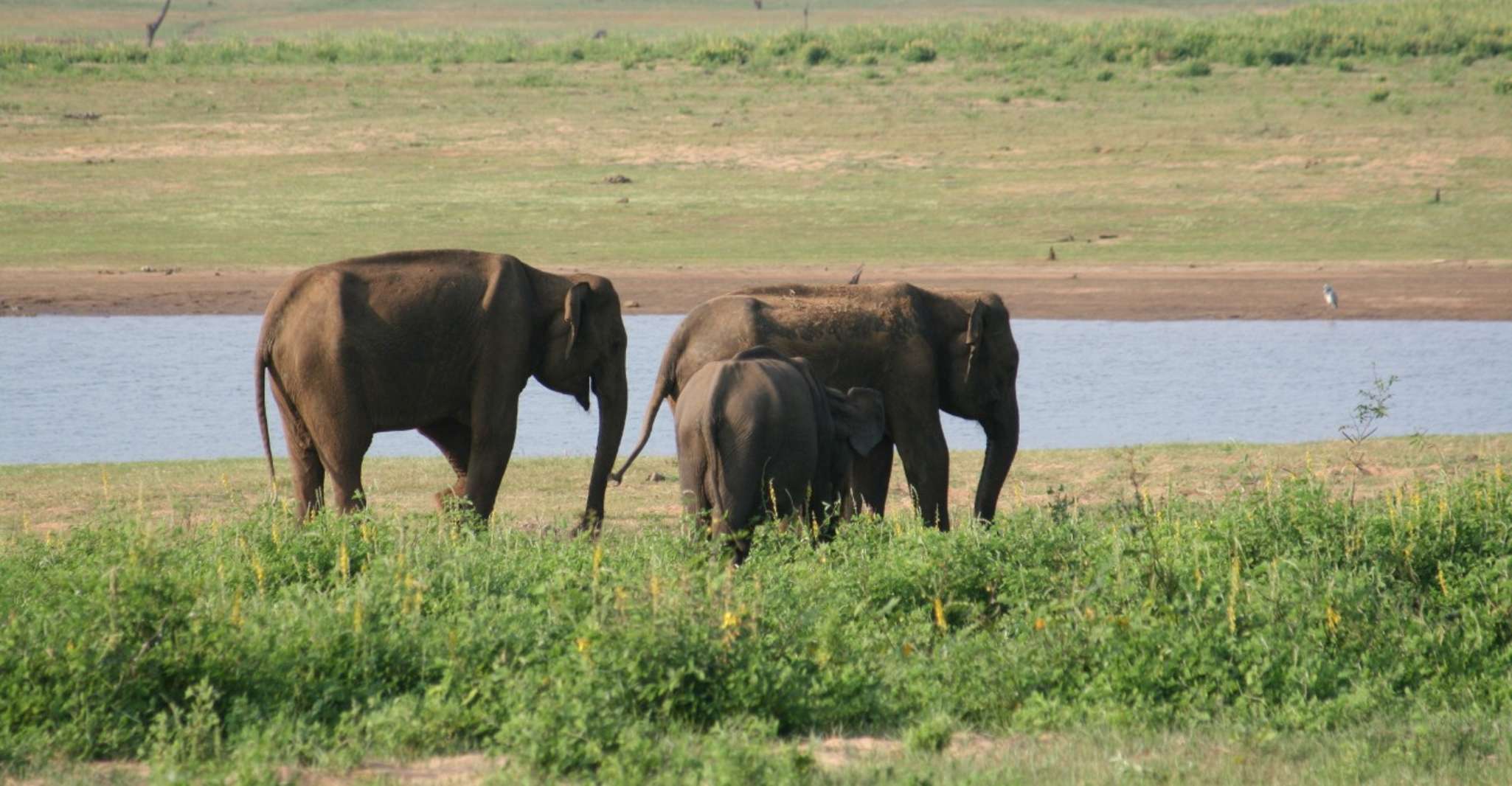Udawalawe, Udawalawe Wild Safari Touren - Hizvo