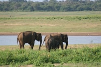 Udawalawe, Udawalawe Wild Safari Tours - Hizvo