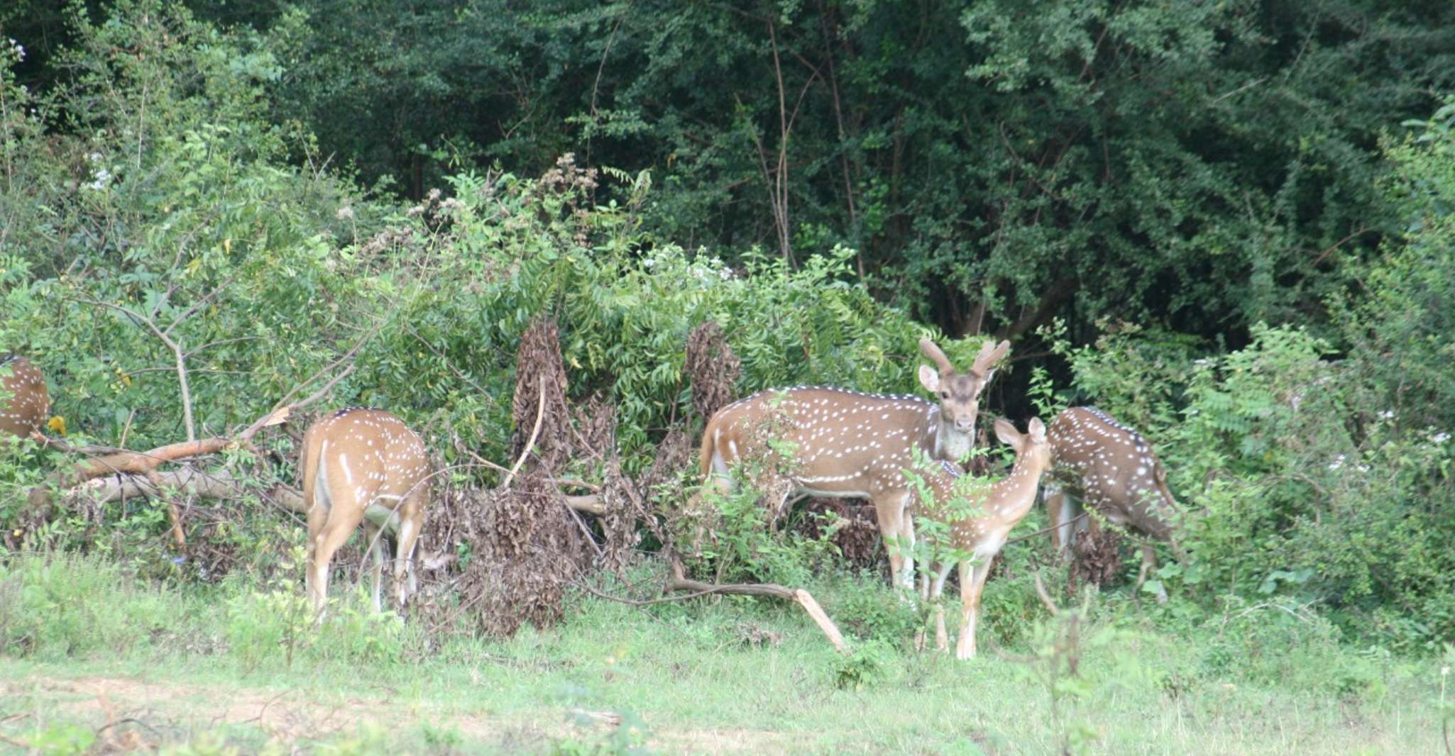 Udawalawe, Udawalawe Wild Safari Touren - Hizvo