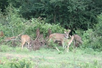 Udawalawe, Udawalawe Wild Safari Tours - Hizvo