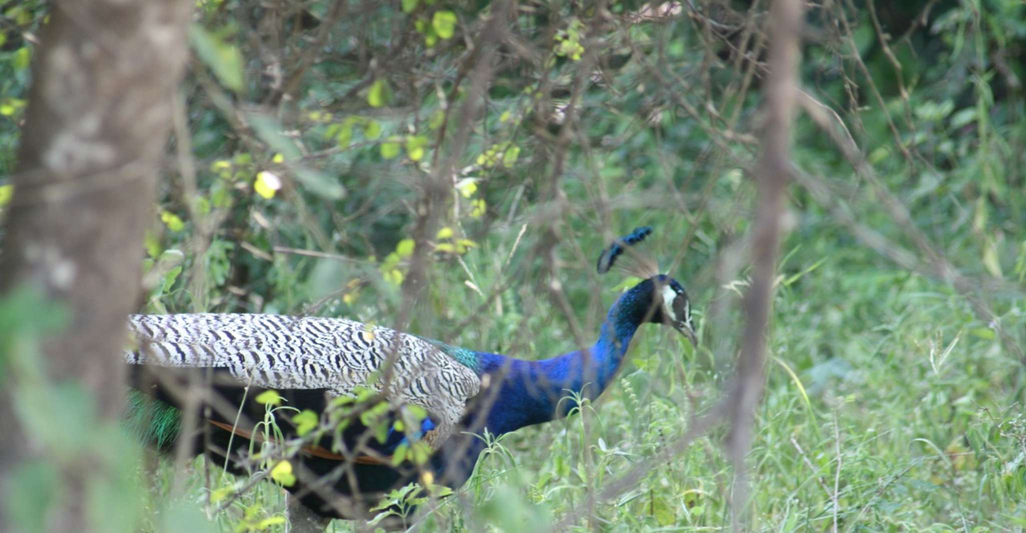 Udawalawe, Udawalawe Wild Safari Touren - Hizvo