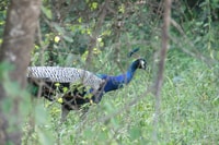 Udawalawe, Udawalawe Wild Safari Tours - Hizvo