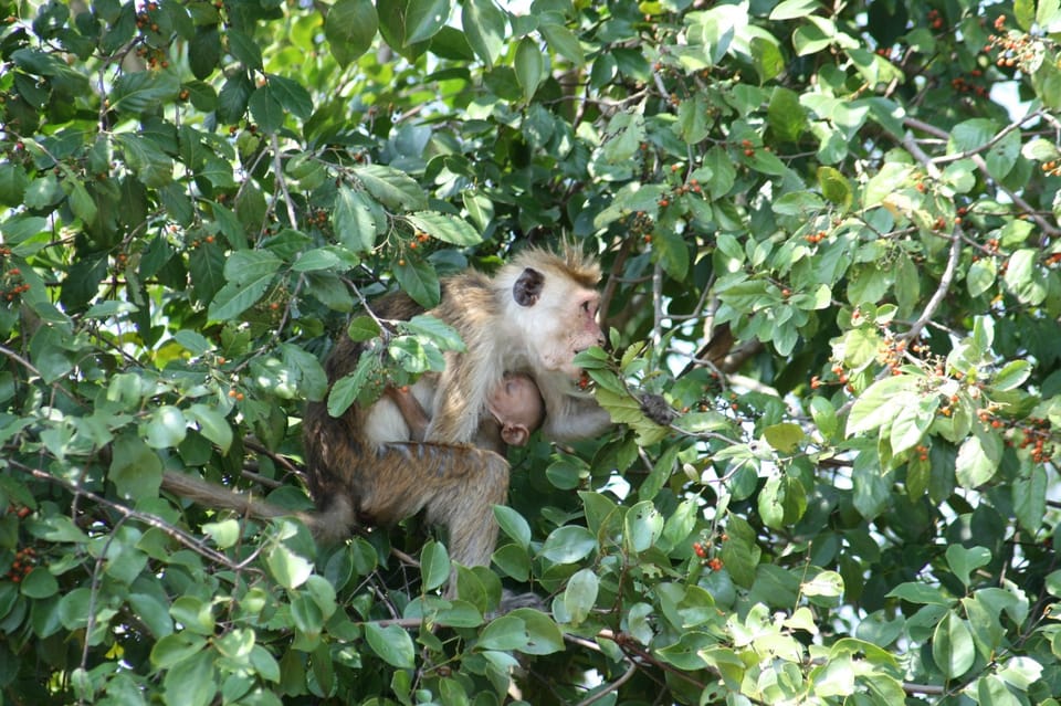 Udawalawe, Udawalawe Wild Safari Touren - Hizvo